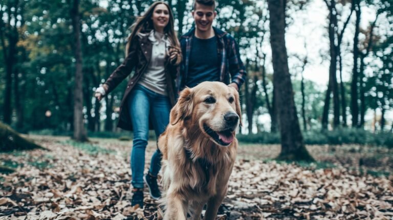 Leckerlis als Belohnung: Worauf du achten solltest - The Green Pet