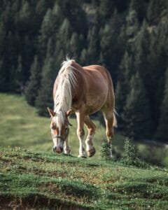 Ein gesundes Pferd frisst auf einer Wiese, umgeben von Natur