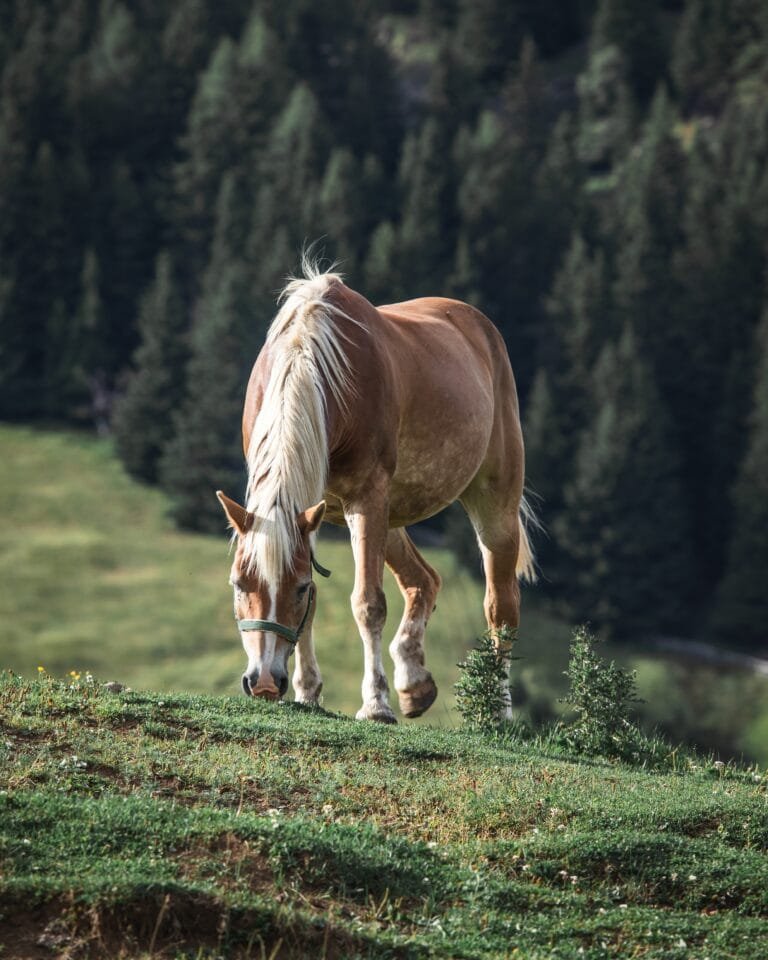 Ein gesundes Pferd frisst auf einer Wiese, umgeben von Natur